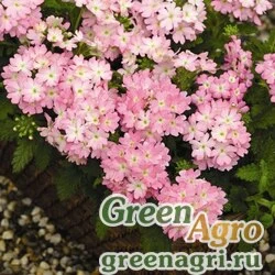Семена Вербена гибридная (Verbena hybrida) "Tuscany F1" (pink picotee) raw 1000 шт.