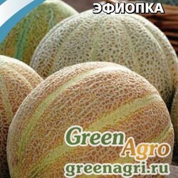 Семена пакетированные Дыня Эфиопка, 1 гр