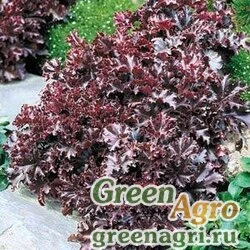 Семена Гейхера мелкоцветная (Heuchera micrantha) "Melting Fire" pelleted 1000 шт.