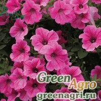 Семена Петуния ампельная гибридная (Petunia x hybrida) "Velvet Rose Vein F1" pelleted 1000 шт.