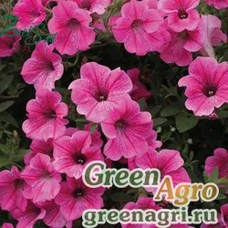 Семена Петуния ампельная гибридная (Petunia x hybrida) "Velvet Rose Vein F1" pelleted 1000 шт.
