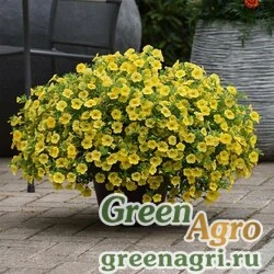 Семена Калибрахоа гибридная ампельная (Calibrachoa hybrida) "Kabloom" (yellow) pelleted 100 шт.
