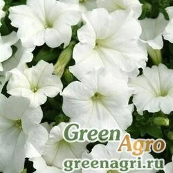 Семена Петуния ампельная гибридная (Petunia x hybrida) "Nivola F1" (pure white) pelleted 1000 шт.