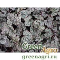 Семена Гейхера американская (Heuchera americana) "Marvelous Marble" (silver) raw 1000 шт.