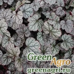 Семена Гейхера американская (Heuchera americana) "Marvelous Marble" (silver) raw 1000 шт.
