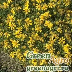 Семена Гелениум горький (Helenium amarum) "Dakota Gold" multi-pelleted 1000 шт.