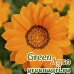 Семена Гацания жестковатая (Gazania rigens) "Big Kiss F1" (orange) raw 1000 шт.