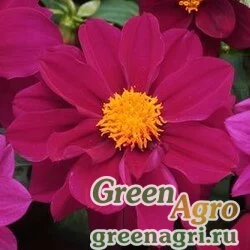 Семена Георгина гибридная (Dahlia hybrida) "Figaro" (violet shades) raw 1000 шт.