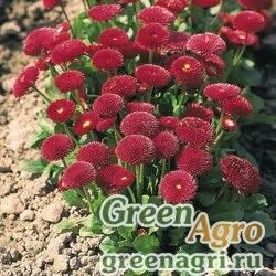 Семена Маргаритка многолетняя (Bellis perennis) "Tasso" (red) pelleted 1000 шт.