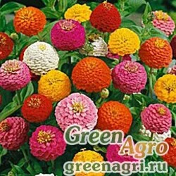 Семена Цинния изящная Дюймовочка  (упак-50 гр.)