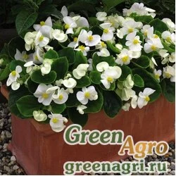 Семена Бегония вечноцветущая (бронзовая листва) (Begonia semperflorens) "Bada Boom F1" (white) raw 5000 шт.