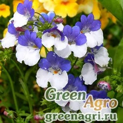 Семена Немезия Фокстрот  (упак-50 гр.)