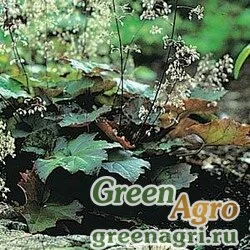 Семена Гейхера мелкоцветная Heuchera micrantha PALACE PURPLE PURPLE Pelleted 5000