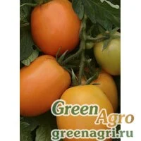 Семена Томат (Lycopersicon esculentum) "Sunrise Sauce" raw 100 шт.