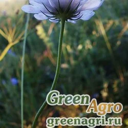 Семена Скабиоза голубиная (Scabiosa columbaria) "Blue Note" (blue) raw 1000 шт.