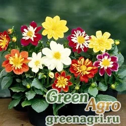 Семена Георгина изменчивая Dahlia variabilis Harlequin formula mix Coated 1000