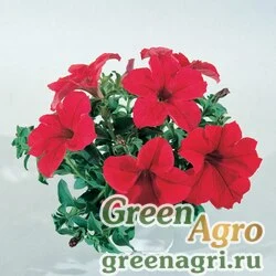Семена Петуния грандифлора Донна Скарлет 1000драже