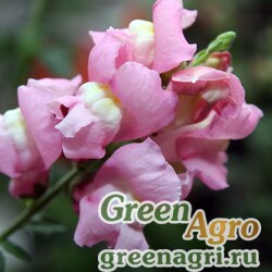 Семена Львиный зев (Антирринум) большой (Antirrhinum majus) "Maryland F1" (true pink) raw 1000 шт.