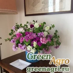Семена Петуния крупноцветковая махровая (Petunia grandiflora) "Allegra F1" (mix) pelleted 1000 шт.