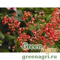 Семена Гейхера кроваво-красная (Heuhera sanguinea) "Coral forest" (coral) Raw 1000 шт.