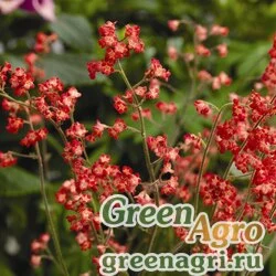 Семена Гейхера кроваво-красная (Heuhera sanguinea) "Coral forest" (coral) Raw 1000 шт.