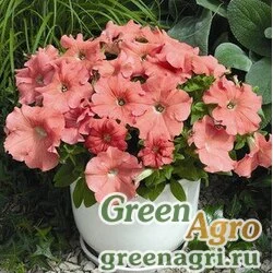 Семена Петуния крупноцветковая (Petunia grandiflora) "Storm F1" (salmon) raw Произв. 1000 шт.