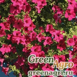 Семена Петуния ампельная гибридная (Petunia x hybrida) "Diamond F1" (purple) pelleted 1000 шт.