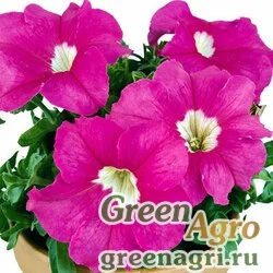 Семена Петуния грандифлора Донна Дип Роуз 1000драже