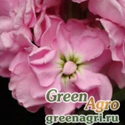 Семена Левкой седой (Matthiola incana) "Column" (ball pink) raw 5 гр.