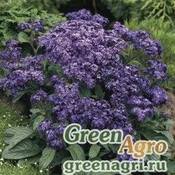 Семена Гелиотроп Heliotropium arborescens Marine Deep Blue Raw 5000