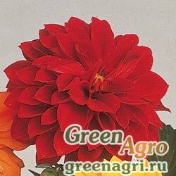 Семена Георгина гибридная (Dahlia hybrida) "Figaro" (red shades) Raw 1000 шт.