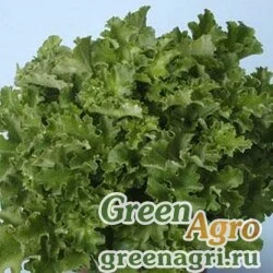 Семена Гейхера гибридная (Heuchera hybrida) "Mlalachite" (green) Pelleted 1000 шт.