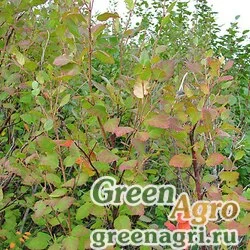 Семена Береза кустарниковая (Betula fruticosa) 15 г