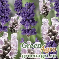 Семена Лаванда узколистная (Lavandula angustifolia) "Blue Scent" (blue and white scent early mix) primed 1000 шт.