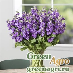 Семена Левкой седой (Matthiola incana) "Tosca" (blue sea) raw 1000 шт.