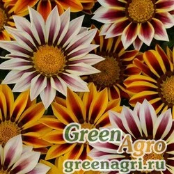 Семена Гацания жестковатая (Gazania rigens) "New Day" (mix tiger) coated 1000 шт.