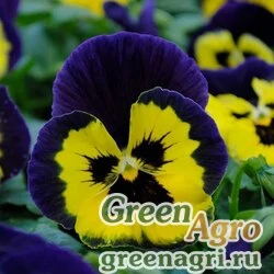 Семена Виола Виттрока (Viola wittrockiana) "Matrix F1" (yellow purple wing) raw 1000 шт.