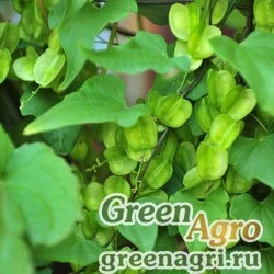 Семена Диоскорея ниппонская (Dioscorea nipponica) 2 г