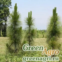 Семена Сосна болотная (Pinus palustris) "GA" 10 гр.