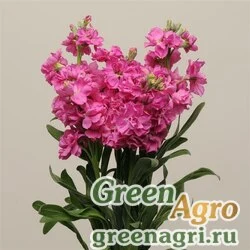 Семена Левкой седой (Matthiola incana) "Katz" (rose bright) raw 1000 шт.