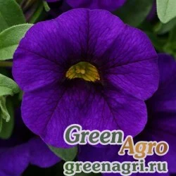 Калибрахоа гибридная ампельная (Calibrachoa hybrida) "Kabloom F1" (blue) pelleted Нов. 1000 шт.