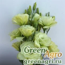 Семена Лизиантус (Эустома) крупноцветковый (Lisianthus grandiflorum) "Flare F1" (jade) pelleted 1000 шт.