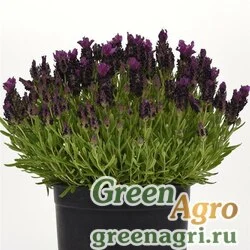 Семена Лаванда узколистная (Lavandula angustifolia) "Bandera" (deep purple) raw 500 шт.