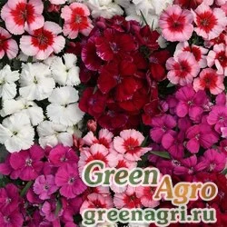 Семена Гвоздика китайская (Dianthus chinensis) "Coronet" (mix) pelleted 1000 шт.