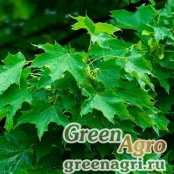 Семена Клен остролистный (Acer platanoides) 100 г