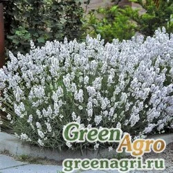 Семена Лаванда узколистная (Lavandula angustifolia) "ELLAGANCE" (SNOW) raw Произв. 500 шт.