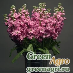 Семена Левкой седой (Matthiola incana) "Katz" (pink) raw 1000 шт.