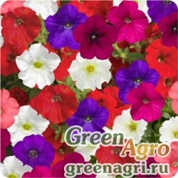 Семена Петуния ампельная гибридная (Petunia x hybrida) "FlashForward F1" (mix) pelleted 1000 шт.