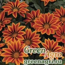 Семена Гацания жестковатая (Gazania rigens) "Big Kiss F1" (orange flame) raw 1000 шт.