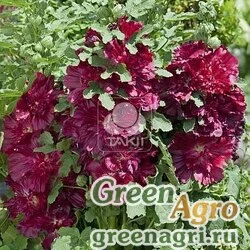 Семена Мальва (Штокроза) розовая (Alcea rosea annua) "Spring Celebrities" (crimson) raw 100 шт.